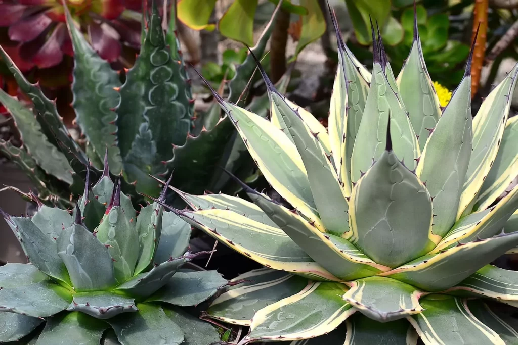 Agave/SlushWeb