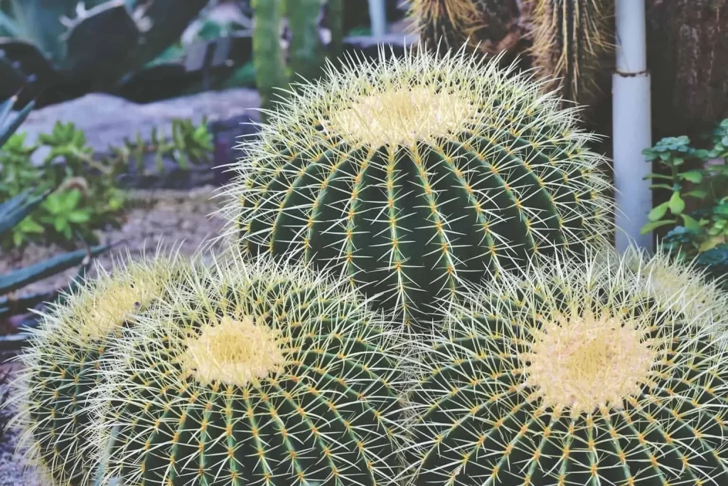 Barrel Cactus/SlushWeb