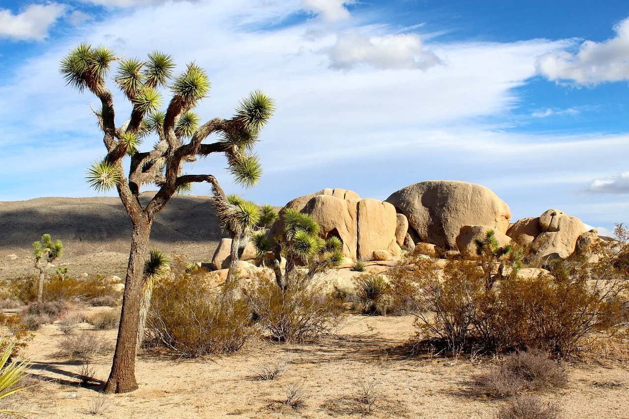 10 Inexpensive Desert Landscaping Ideas
