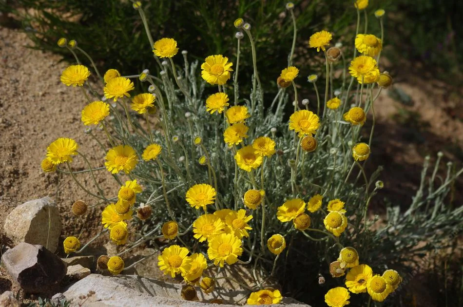 Desert Marigold/SlushWeb