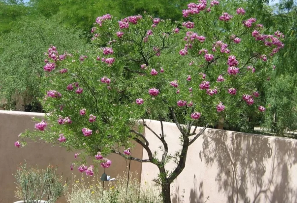 Desert Willow/SlushWeb