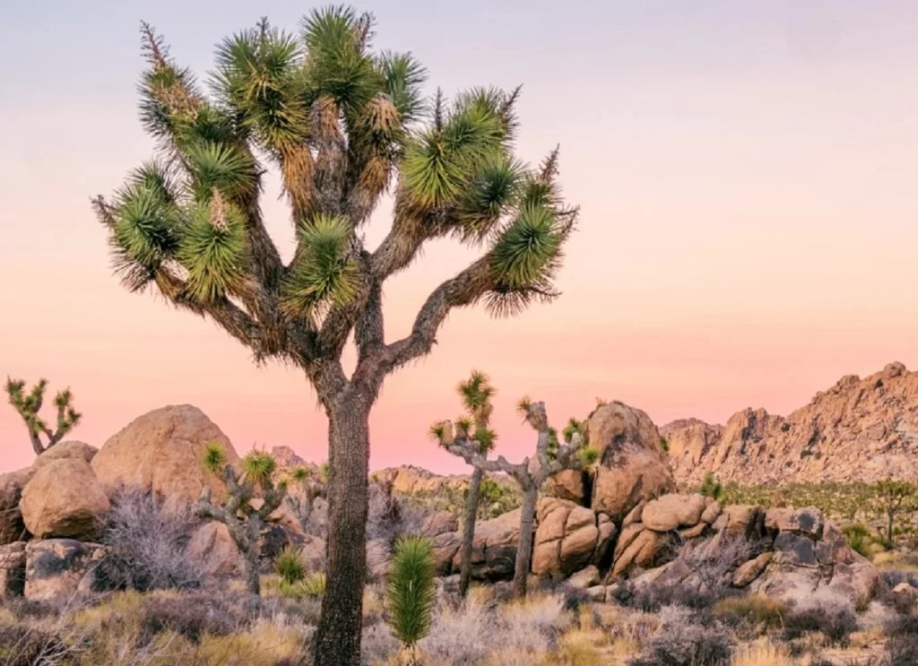 Joshua Tree/SlushWeb