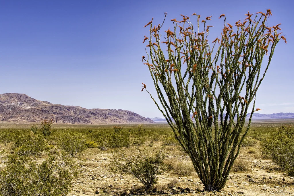 Ocotillo/SlushWeb