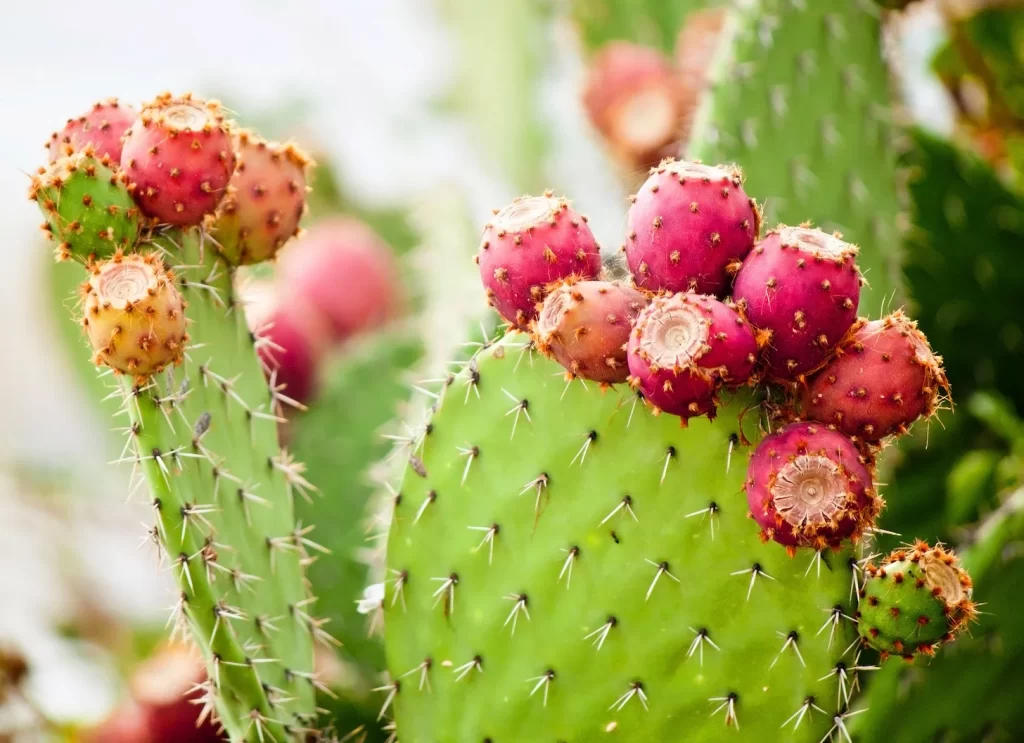 Prickly Pear/SlushWeb