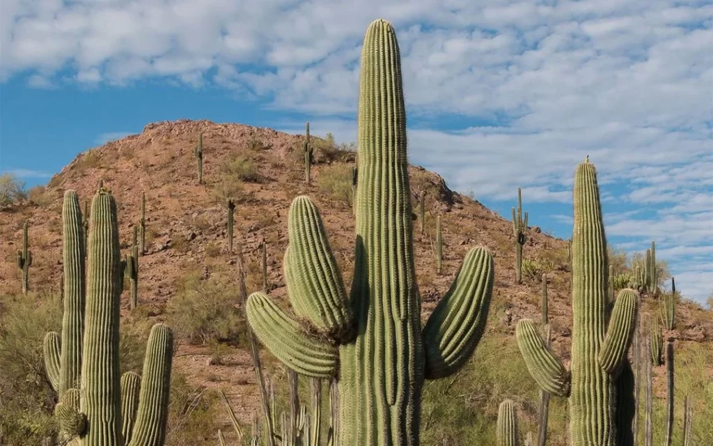 Saguaro Cactus/SlushWeb