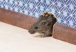 Mouse vs Rat Droppings
