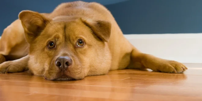 The Absolute Worst Flooring for Dogs