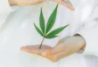 Unlocking the Potential of Topical Cannabis for Pain Relief