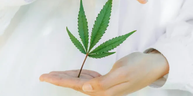 Unlocking the Potential of Topical Cannabis for Pain Relief